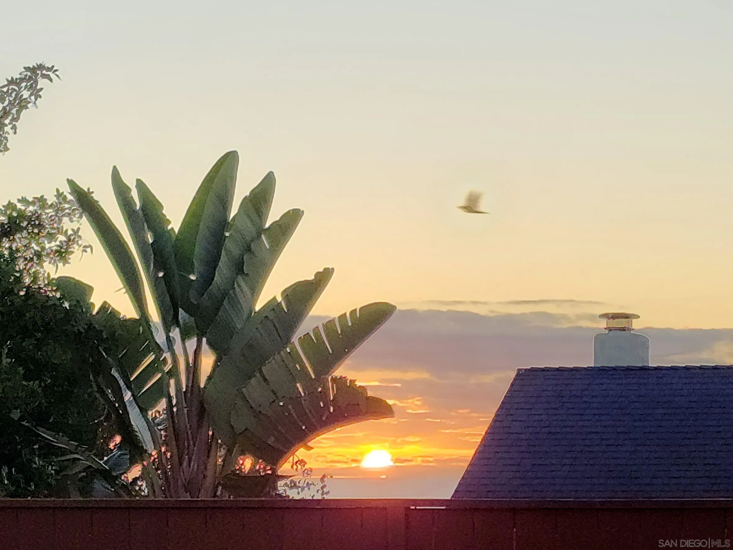 1138 Sidonia Street Encinitas, CA 92024 - Photo 17 of 17 a view of a yard