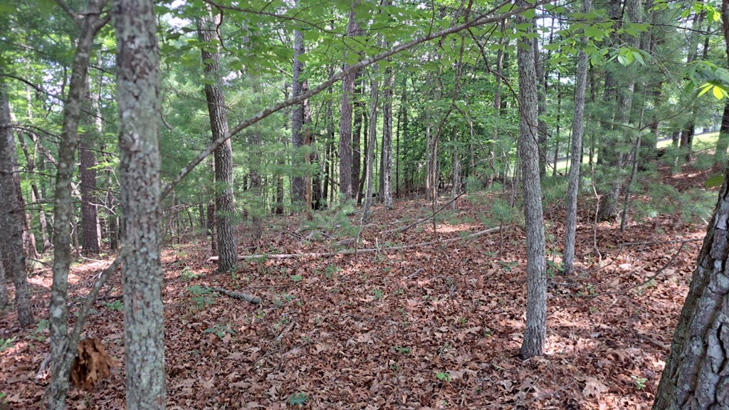 31-acres Upper Bear Paw Road Murphy, NC 28906 - Photo 10 of 26