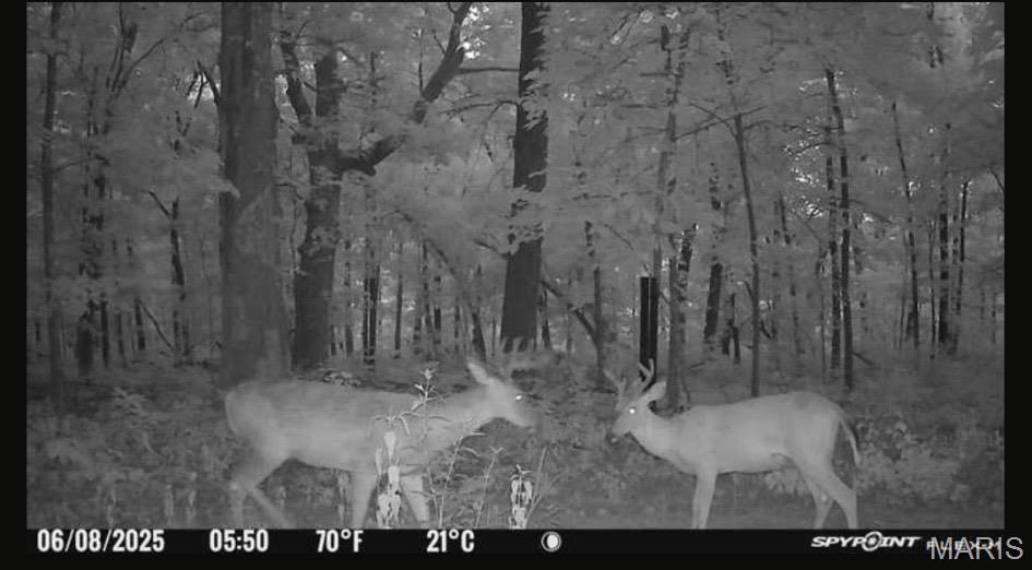 0 Ray Hicks Road Davisville, MO 65456 - Photo 12 of 28