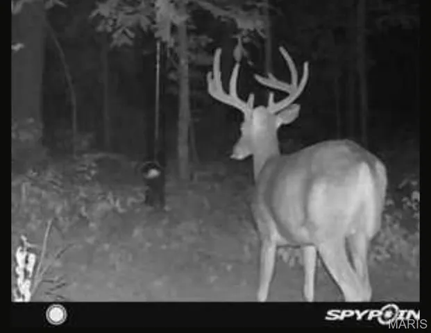 $199,900 | 0 Ray Hicks Road, Davisville, MO 65456