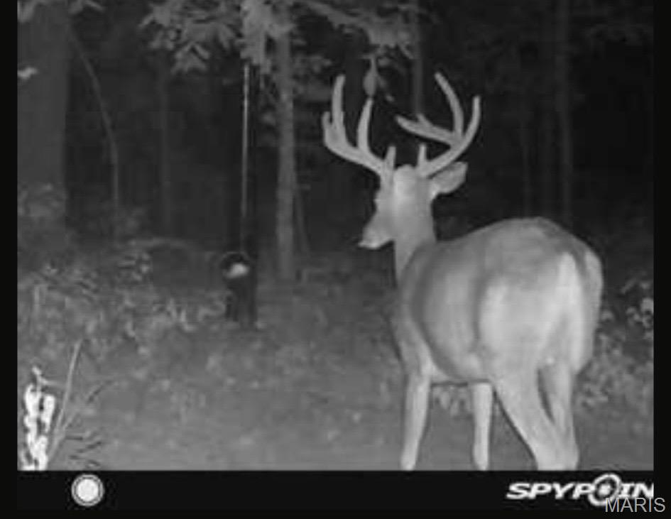 0 Ray Hicks Road Davisville, MO 65456 - Photo 6 of 28