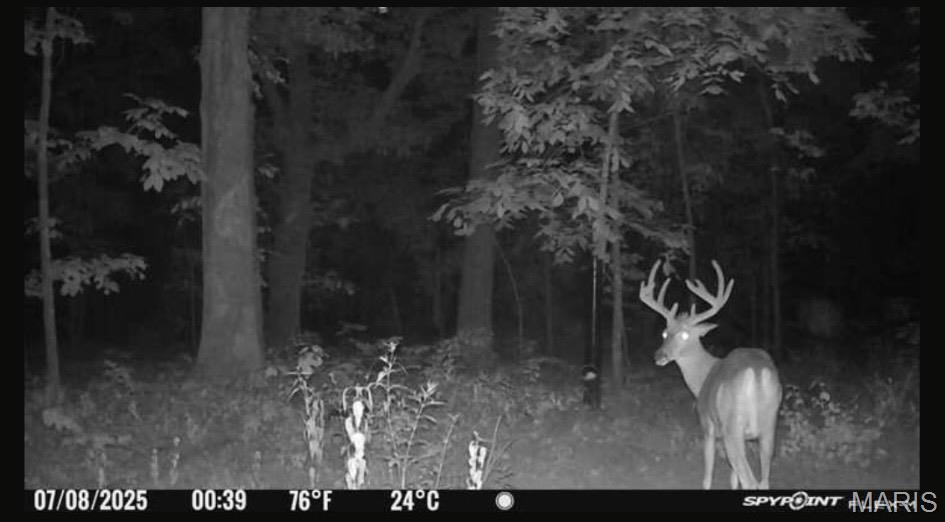 0 Ray Hicks Road Davisville, MO 65456 - Photo 7 of 28