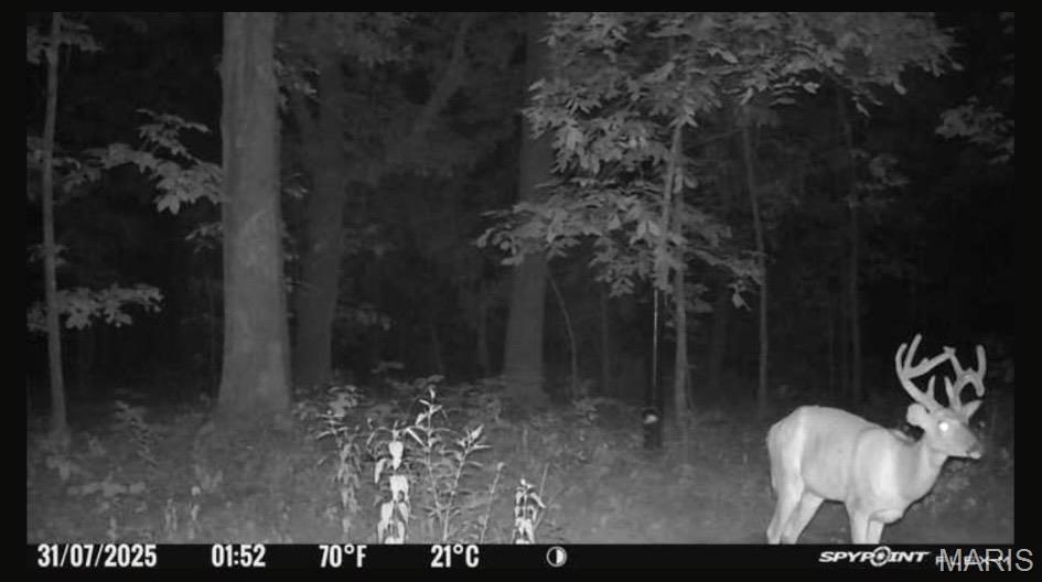 0 Ray Hicks Road Davisville, MO 65456 - Photo 10 of 28