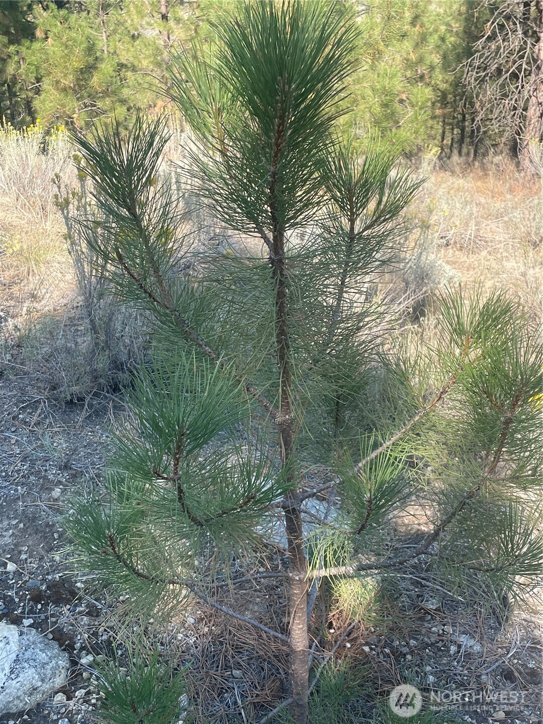 -tbd Reevas Basin Road Tonasket, WA 98855 - Photo 24 of 38