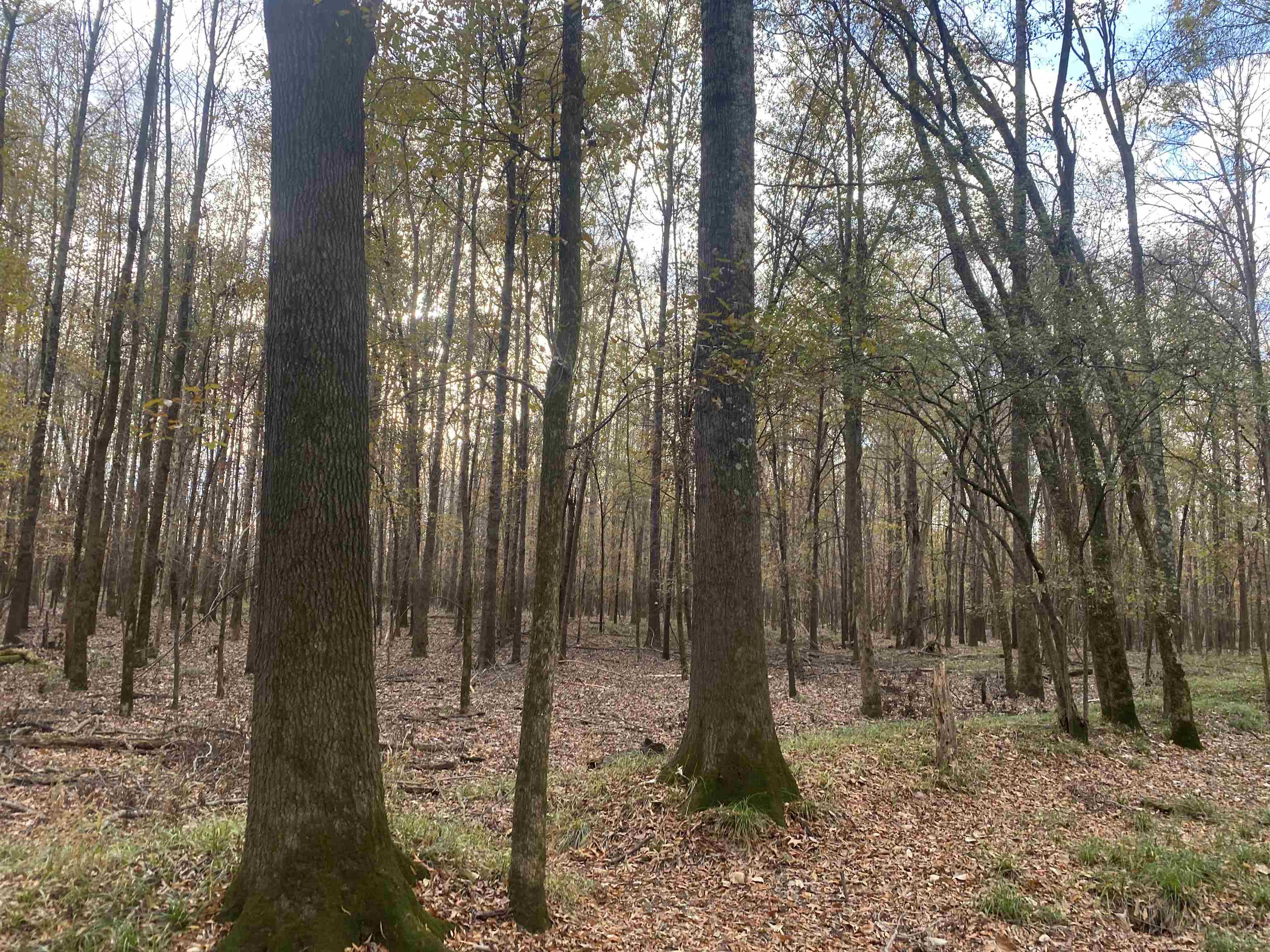 0 Dickson Road Sardis, TN 38371 - Photo 11 of 40 Gallery Image 11