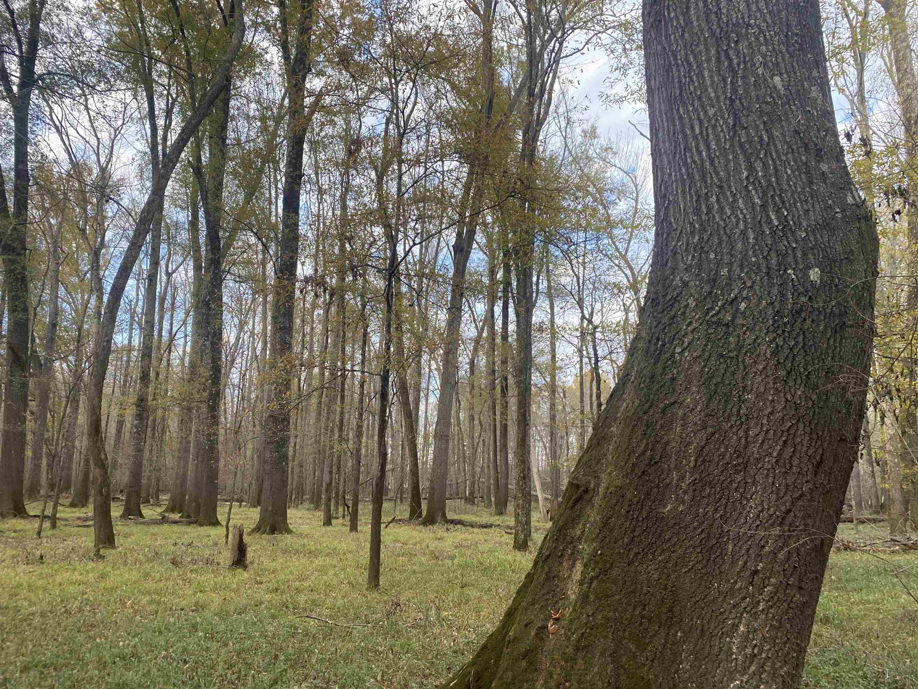 0 Dickson Road Sardis, TN 38371 - Photo 12 of 40 Gallery Image 12
