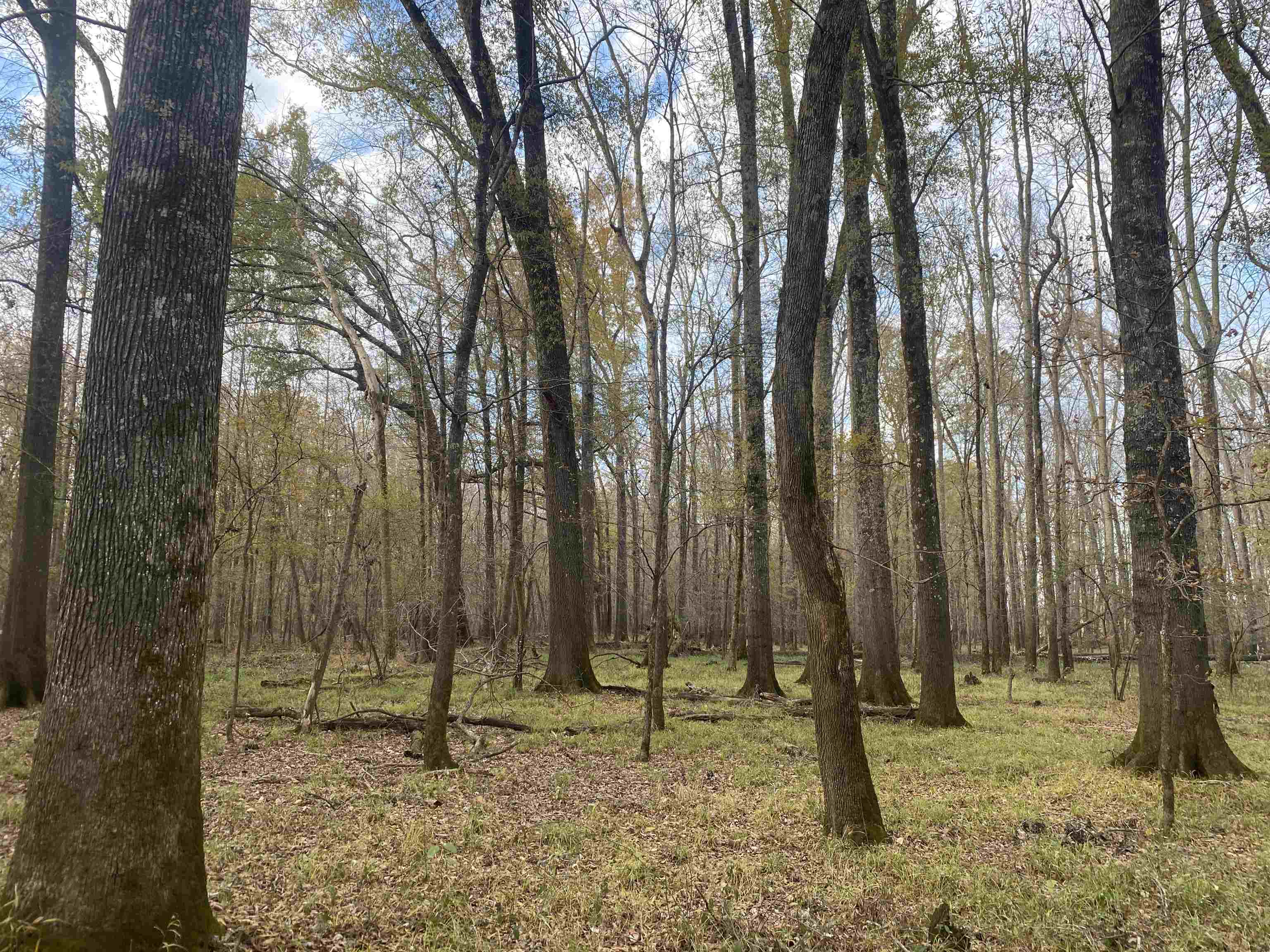 0 Dickson Road Sardis, TN 38371 - Photo 13 of 40 Gallery Image 13
