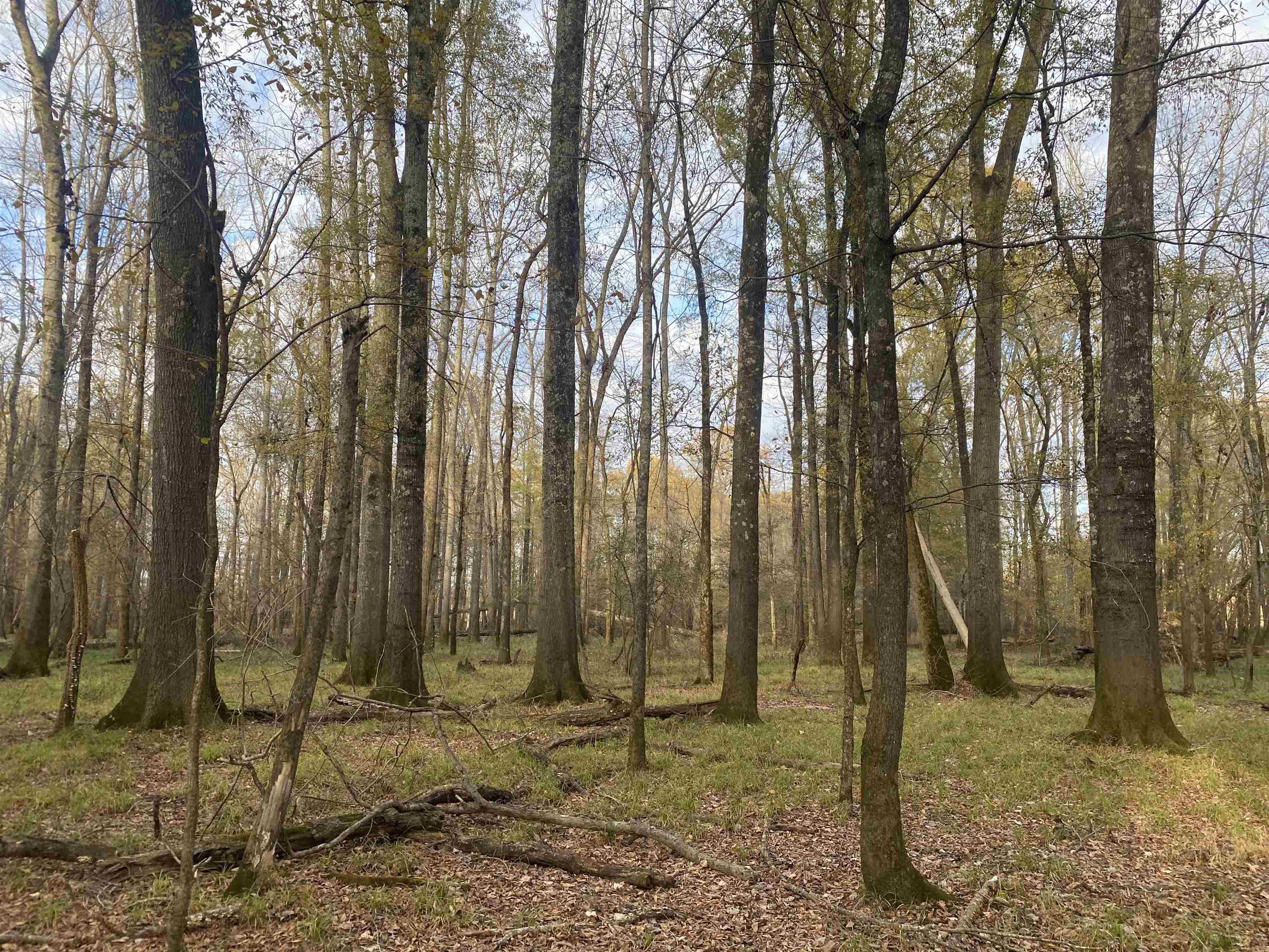 0 Dickson Road Sardis, TN 38371 - Photo 14 of 40 Gallery Image 14