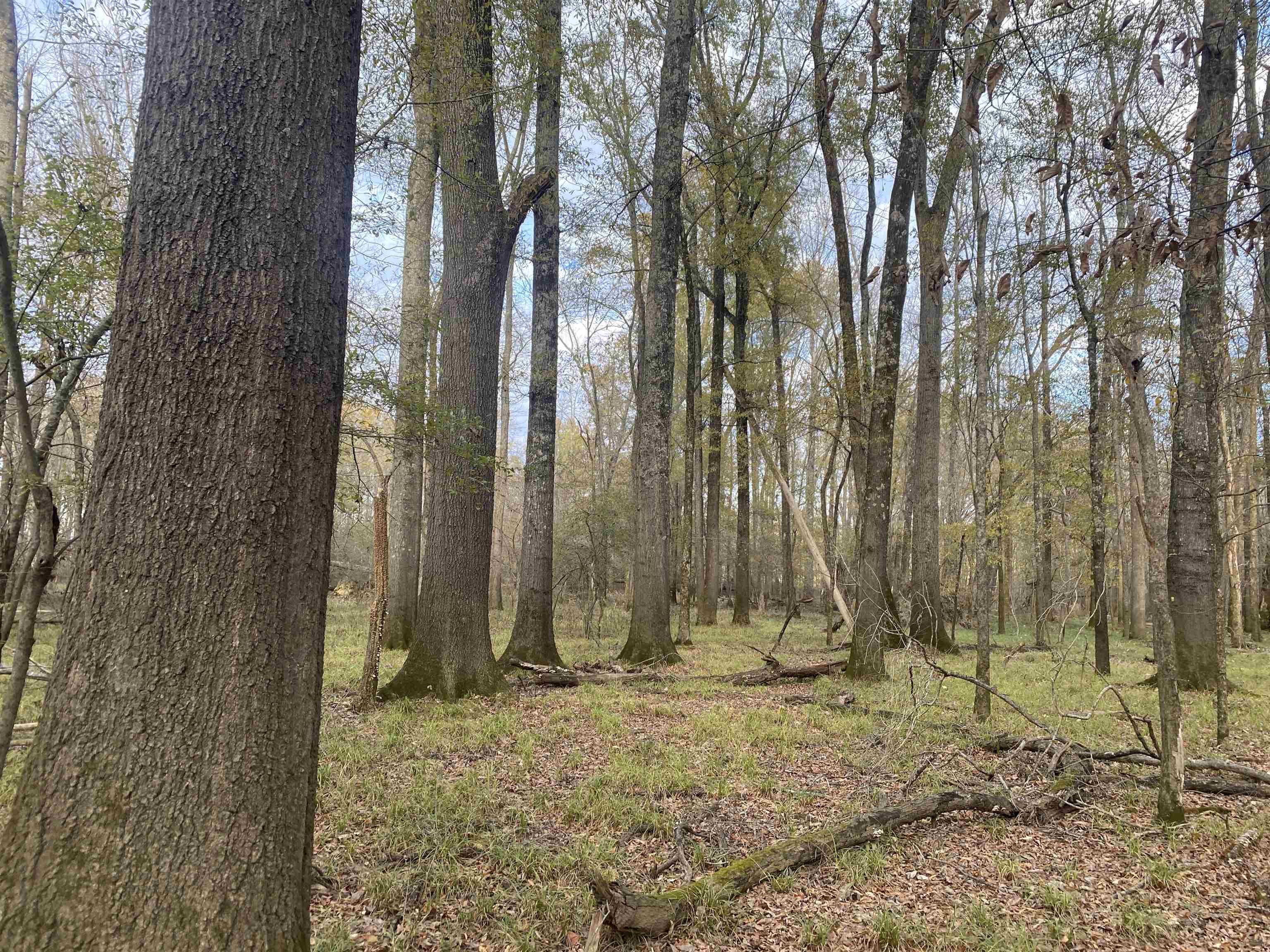 0 Dickson Road Sardis, TN 38371 - Photo 15 of 40 Gallery Image 15