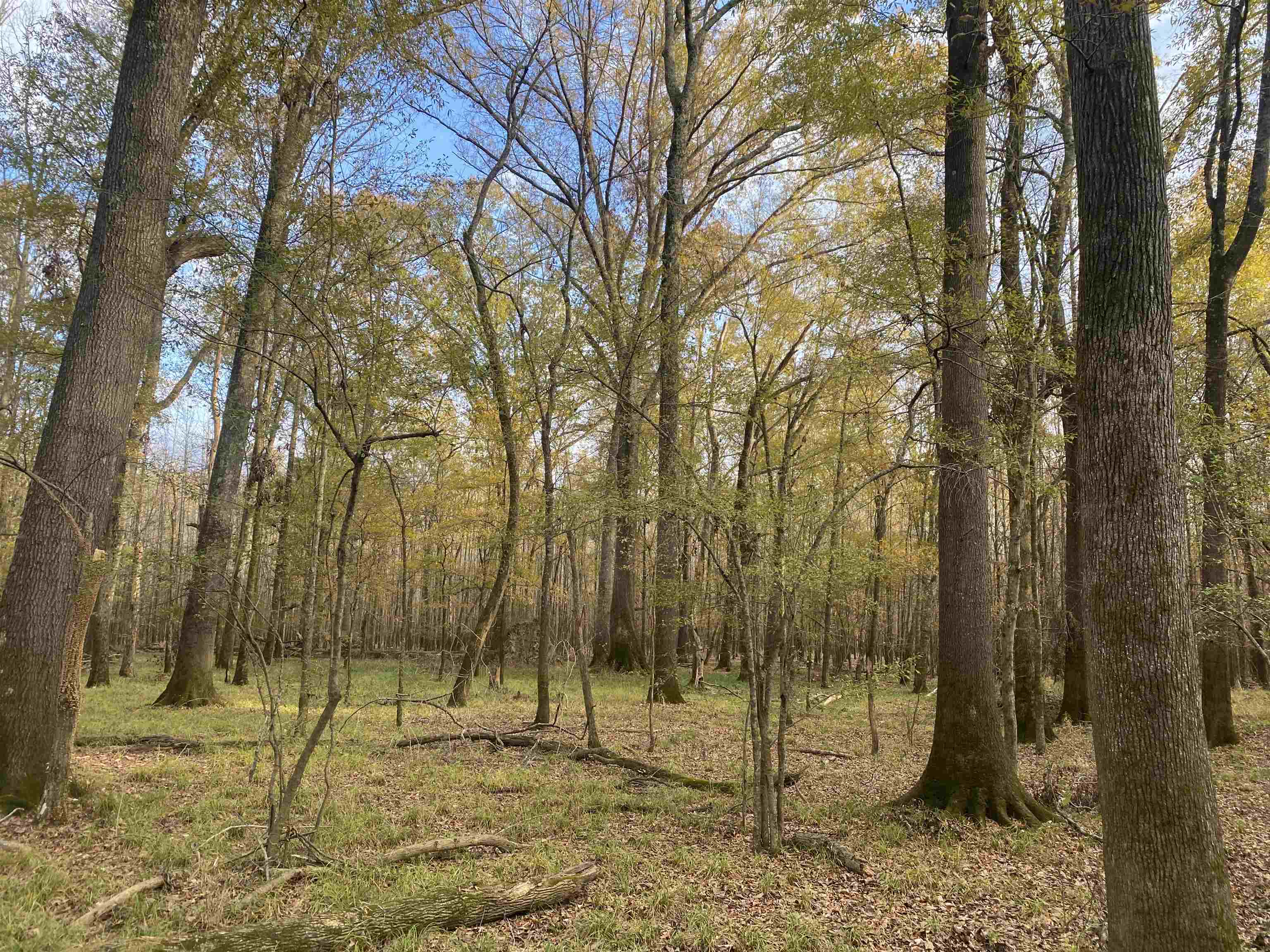 0 Dickson Road Sardis, TN 38371 - Photo 16 of 40 Gallery Image 16