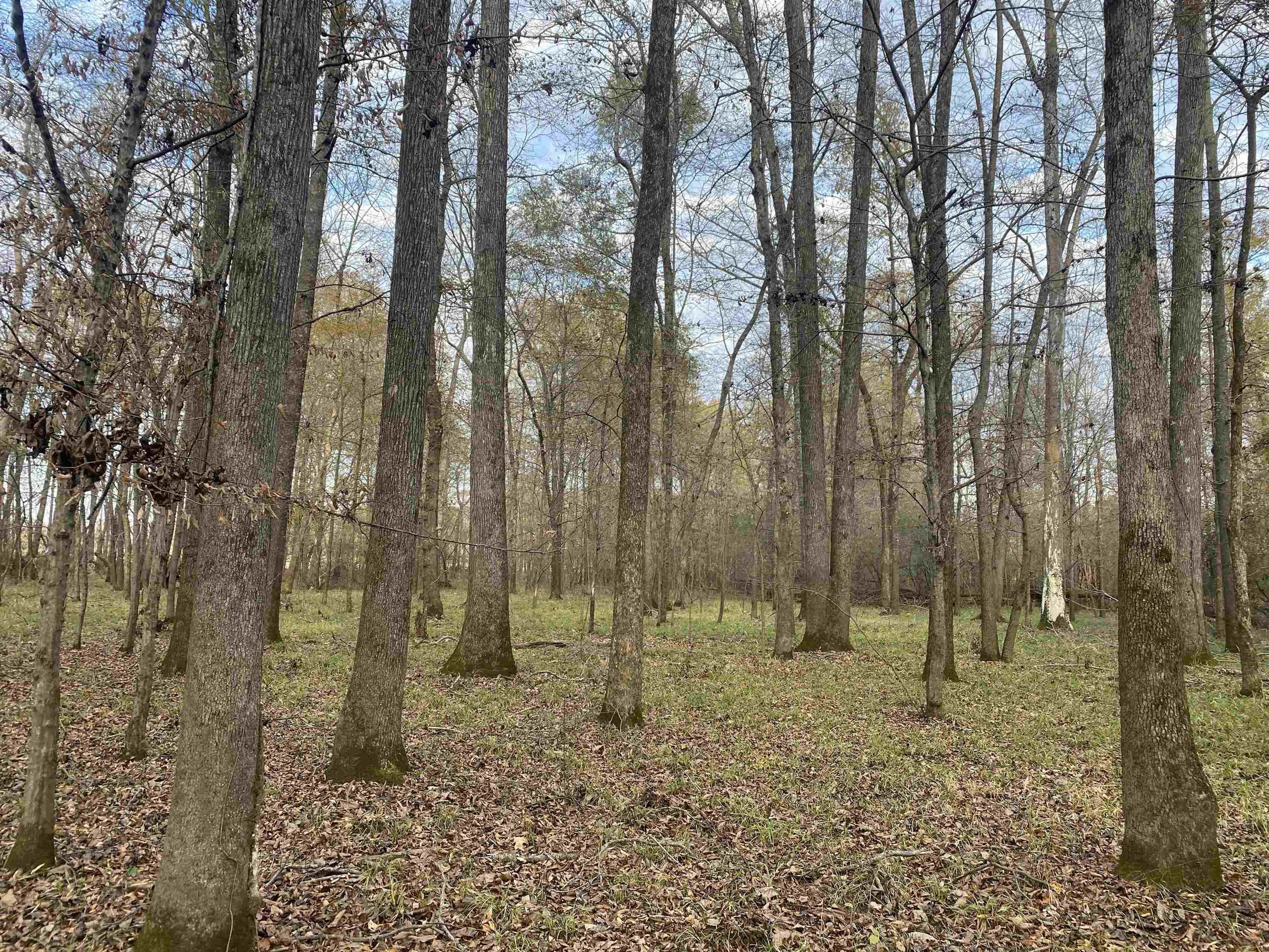0 Dickson Road Sardis, TN 38371 - Photo 17 of 40 Gallery Image 17