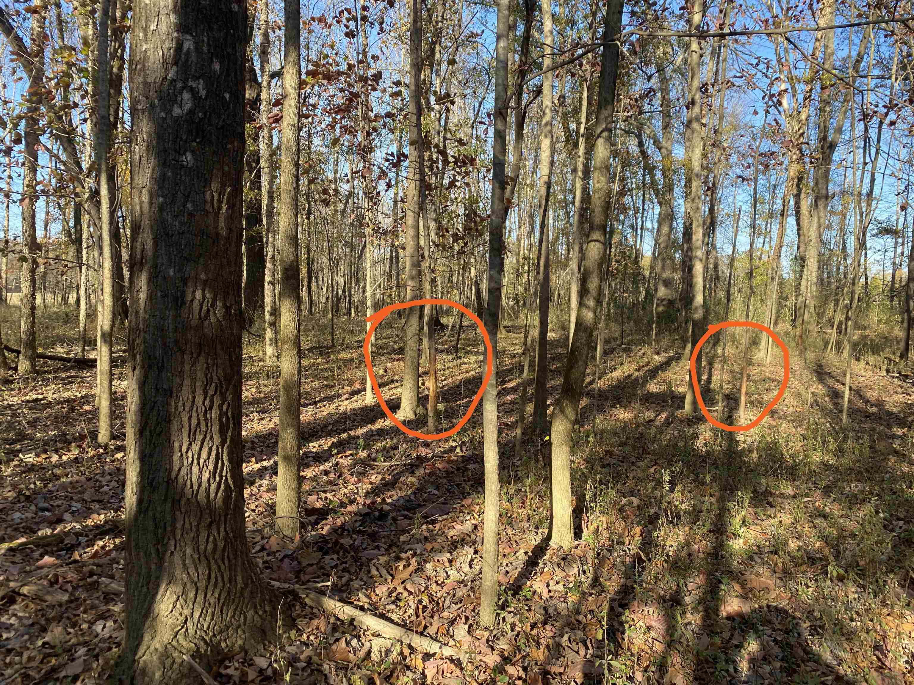 0 Dickson Road Sardis, TN 38371 - Photo 24 of 40 Gallery Image 24