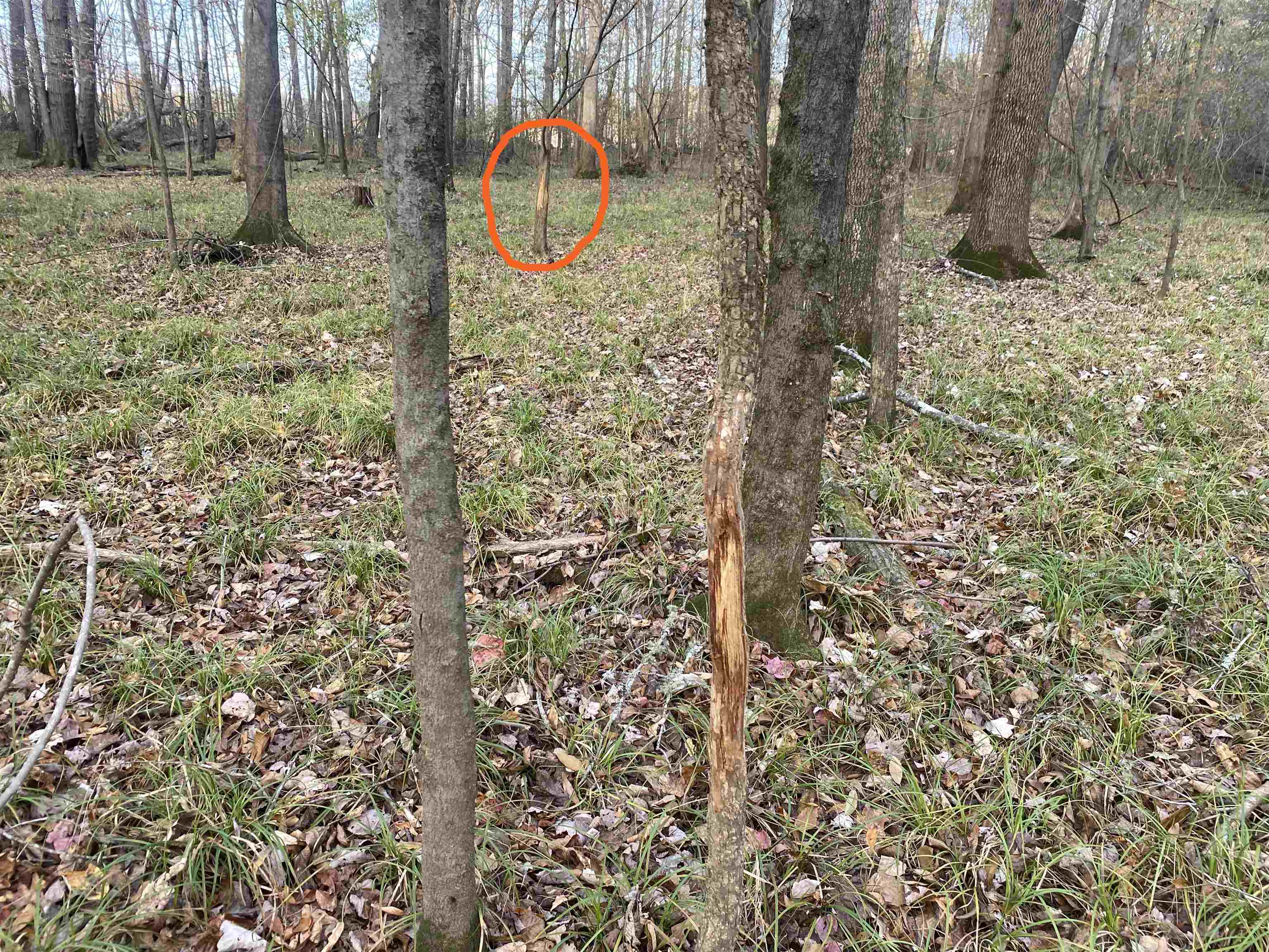 0 Dickson Road Sardis, TN 38371 - Photo 25 of 40 Gallery Image 25