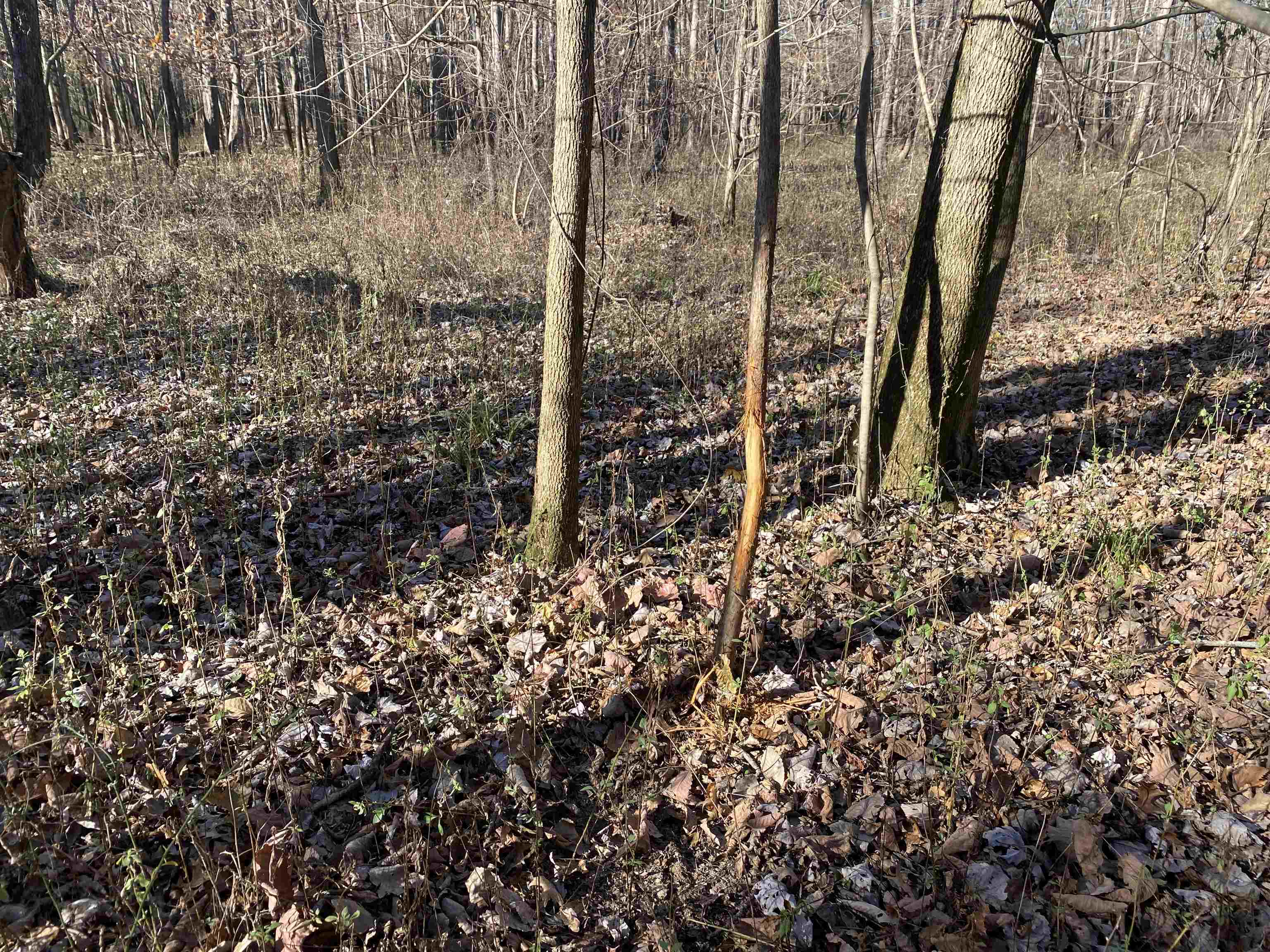 0 Dickson Road Sardis, TN 38371 - Photo 27 of 40 Gallery Image 27
