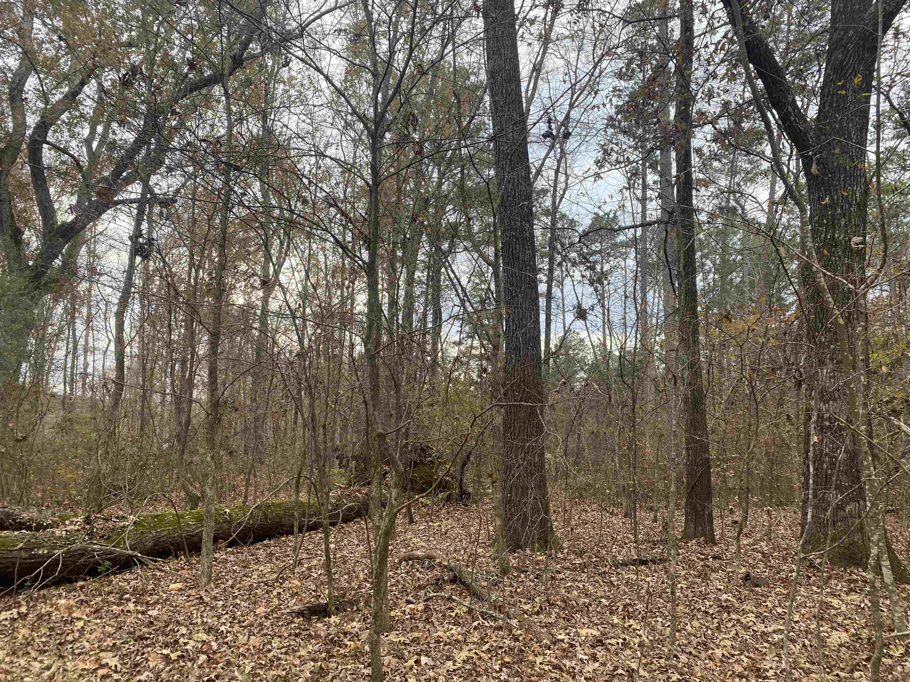 0 Dickson Road Sardis, TN 38371 - Photo 31 of 40 Gallery Image 31