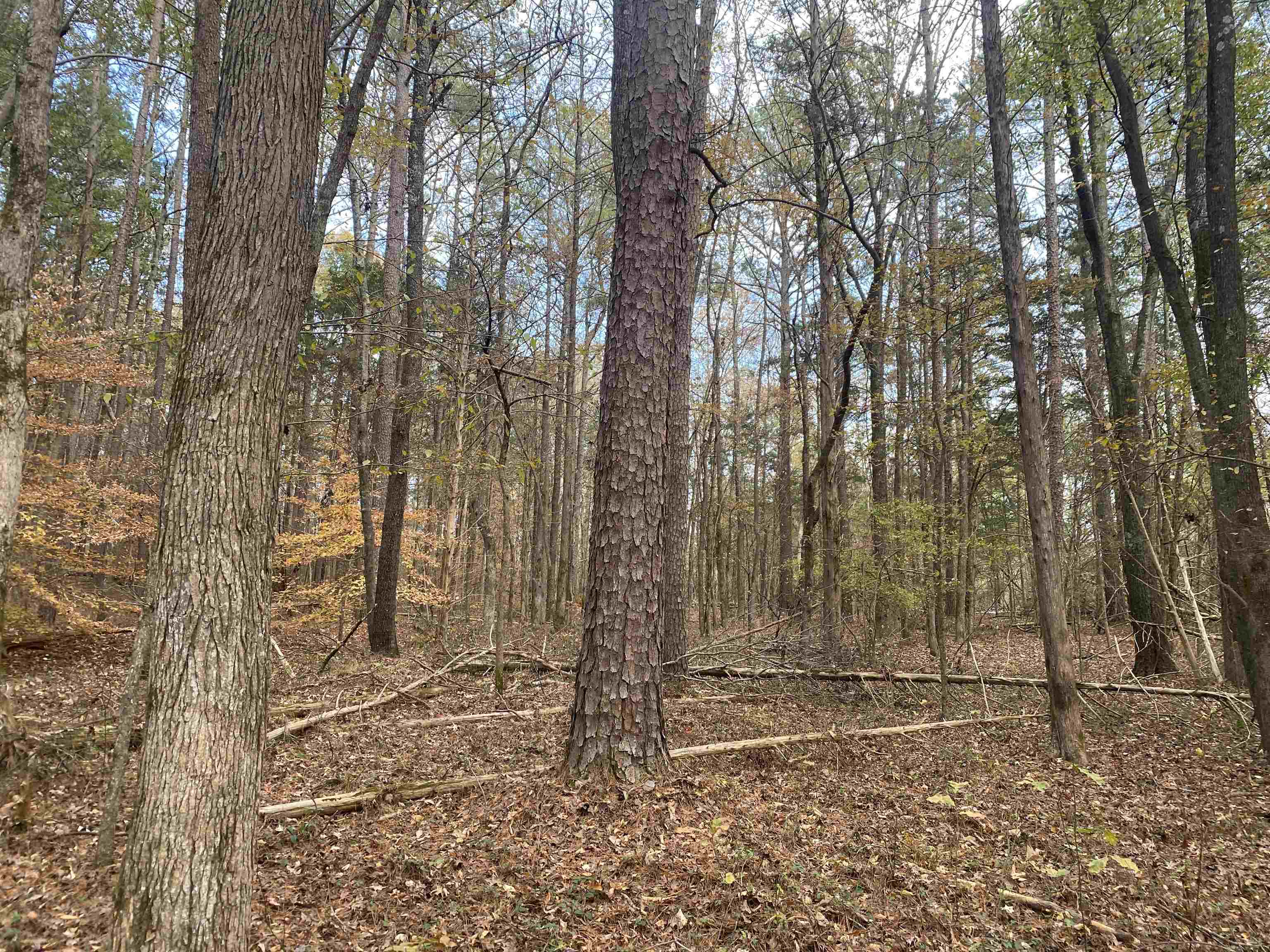 0 Dickson Road Sardis, TN 38371 - Photo 34 of 40 Gallery Image 34