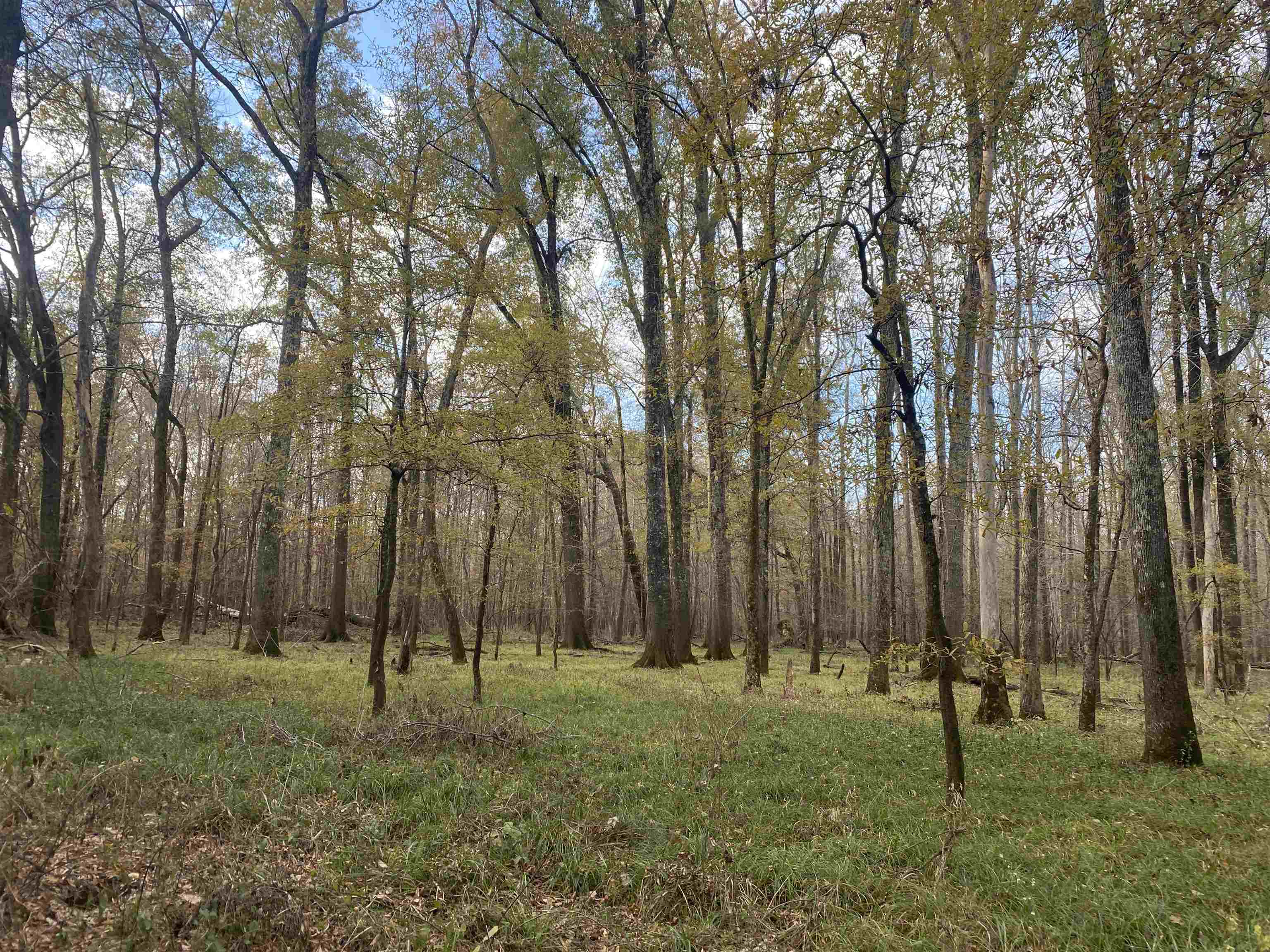 0 Dickson Road Sardis, TN 38371 - Photo 8 of 40 Gallery Image 8