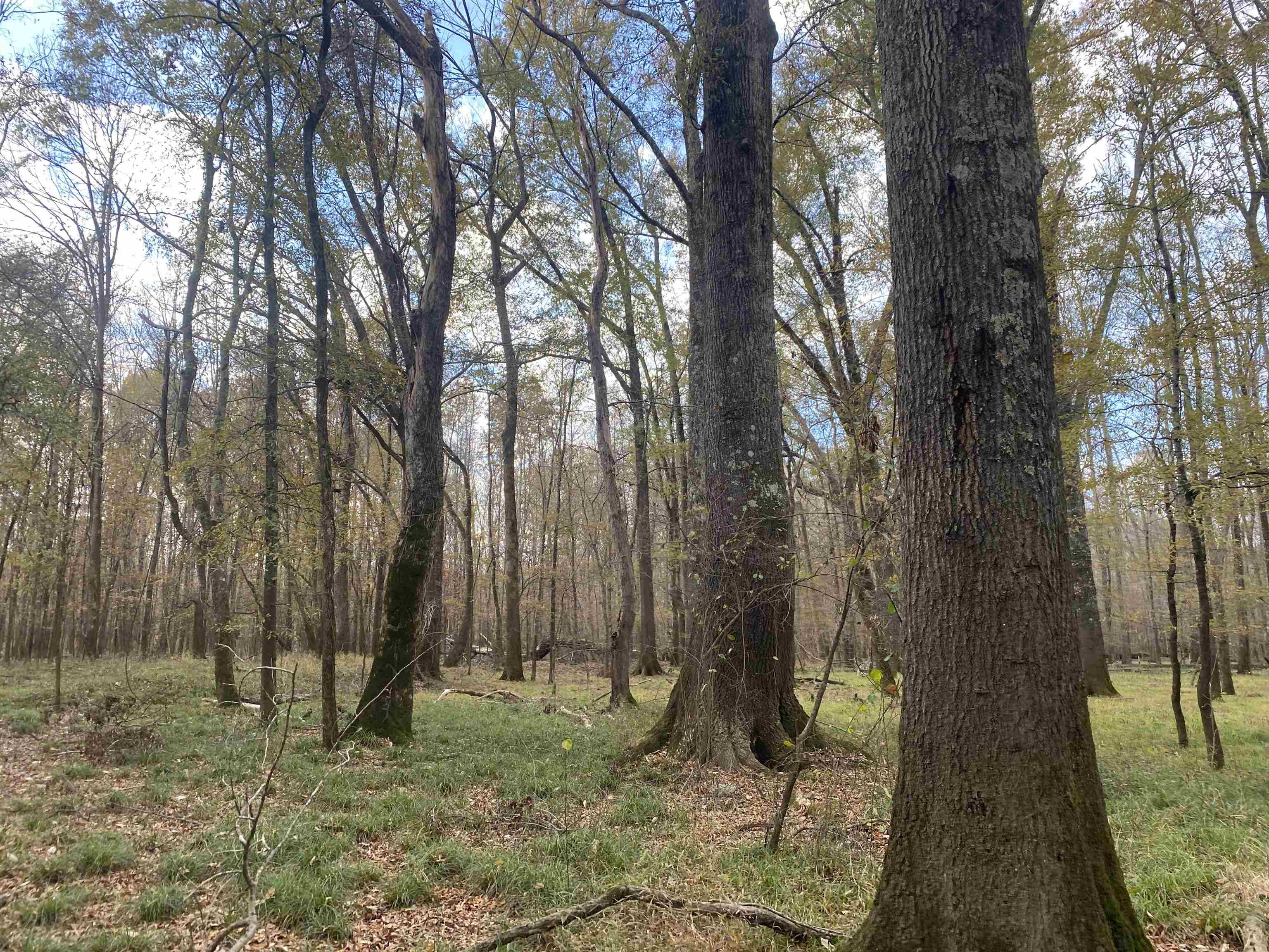 0 Dickson Road Sardis, TN 38371 - Photo 10 of 40 Gallery Image 10