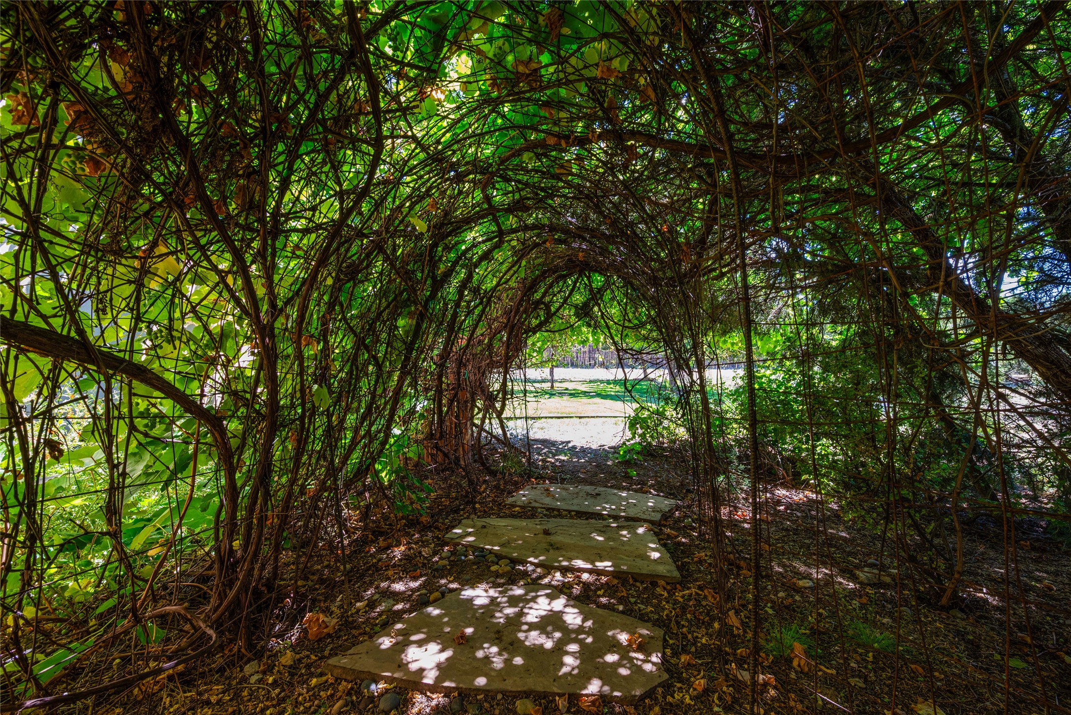 237 Tano Road Santa Fe, NM 87506 - Photo 67 of 71 Sixty foot grape arbor