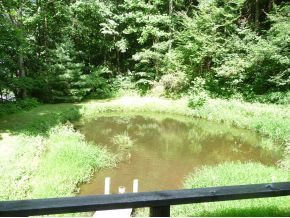 2189 Rice Creek Road Flag Pond, TN 37657 - Photo 8 of 12 Pond