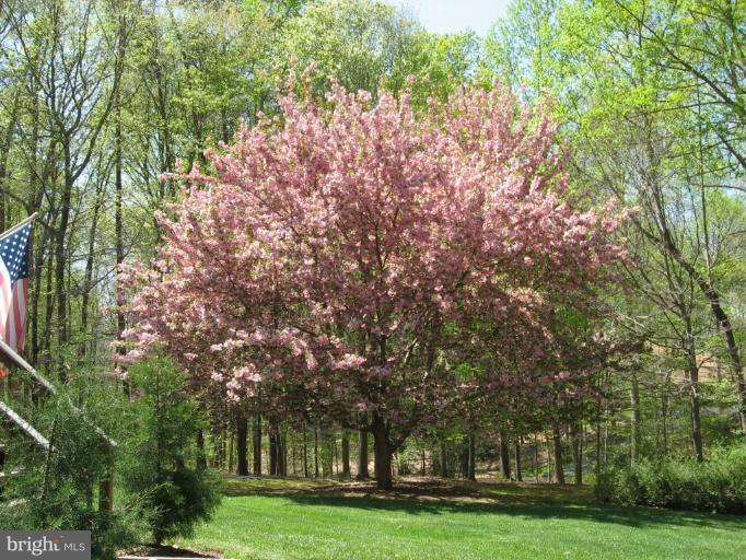 8230 Honeysuckle Road Manassas, VA 20112 - Photo 2 of 15 Back yard