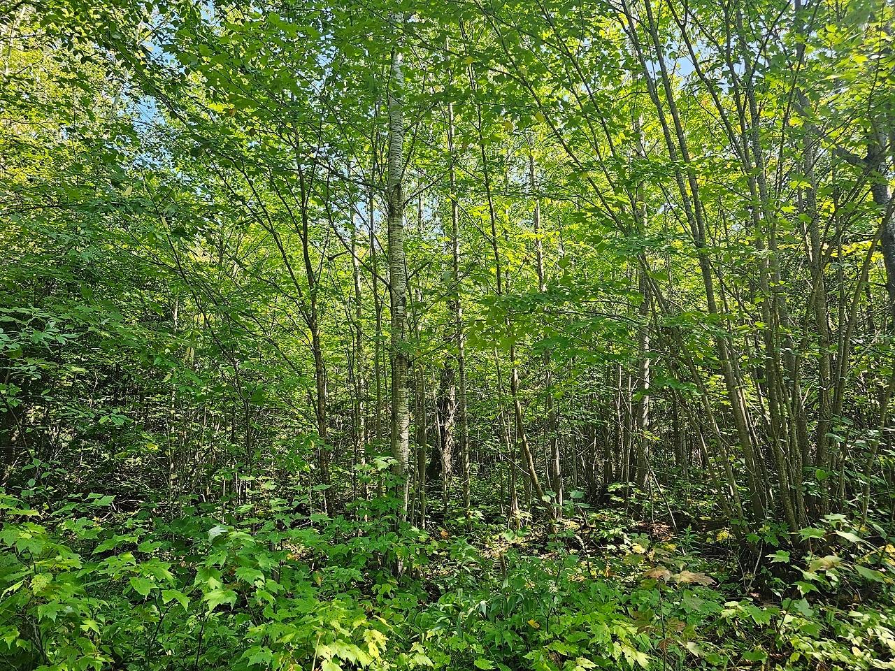 10310 North Dump Road Hurley, WI 54534 - Photo 15 of 18 Gallery Image 15