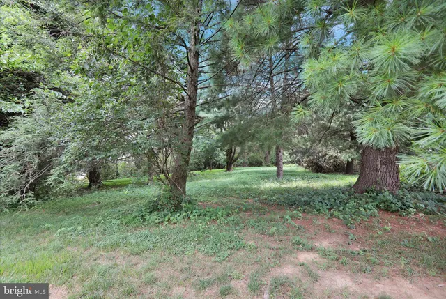 a view of a forest with trees