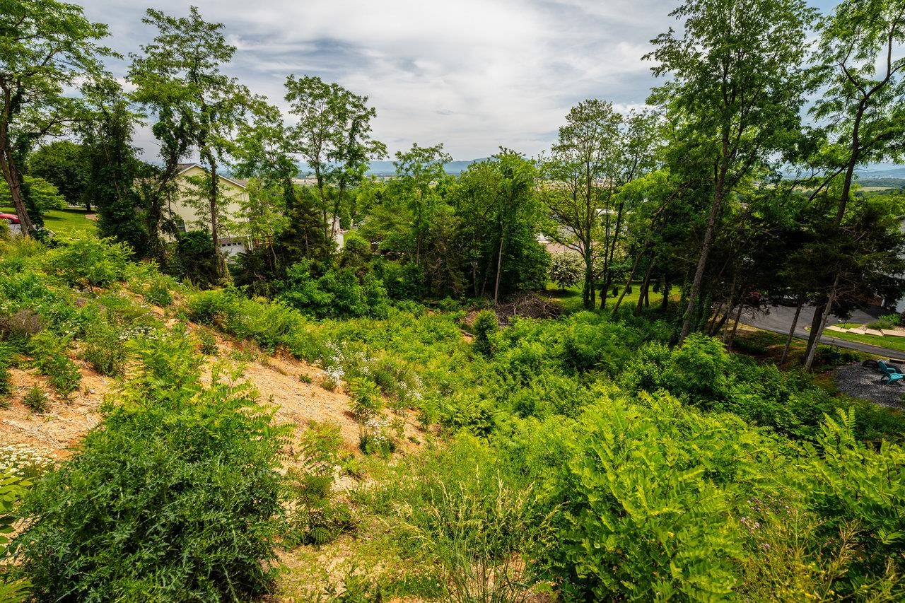 Valley View Dr Mount Mount Sidney, VA 24467 - Photo 11 of 21 a view of a garden with a tree