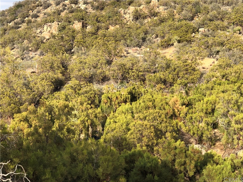 44960 Terwilliger Road Anza, CA 92539 - Photo 1 of 1 a view of a yard