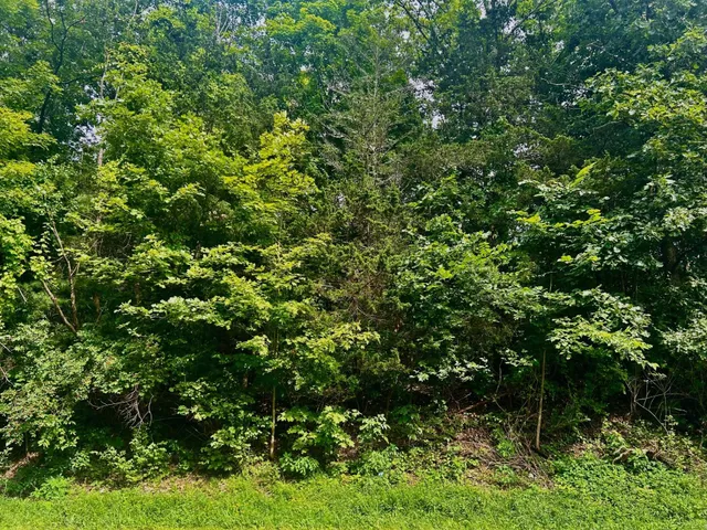 a view of a lush green forest
