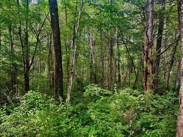 a view of outdoor space and green space