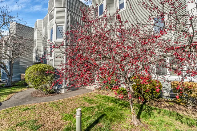 a view of a bunch of flowers