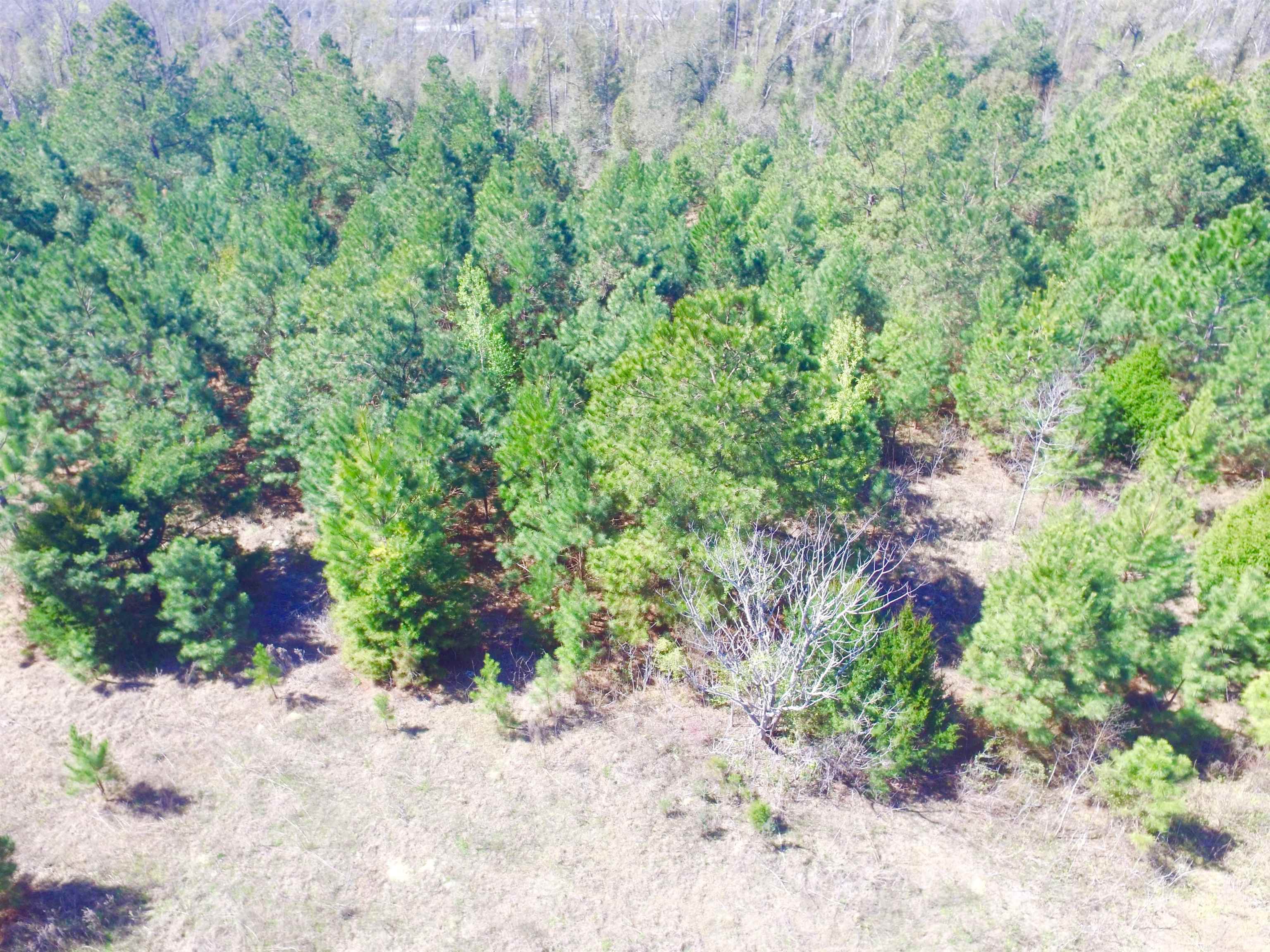 Xxx Freeman Road Bristol, FL 32321 - Photo 13 of 15