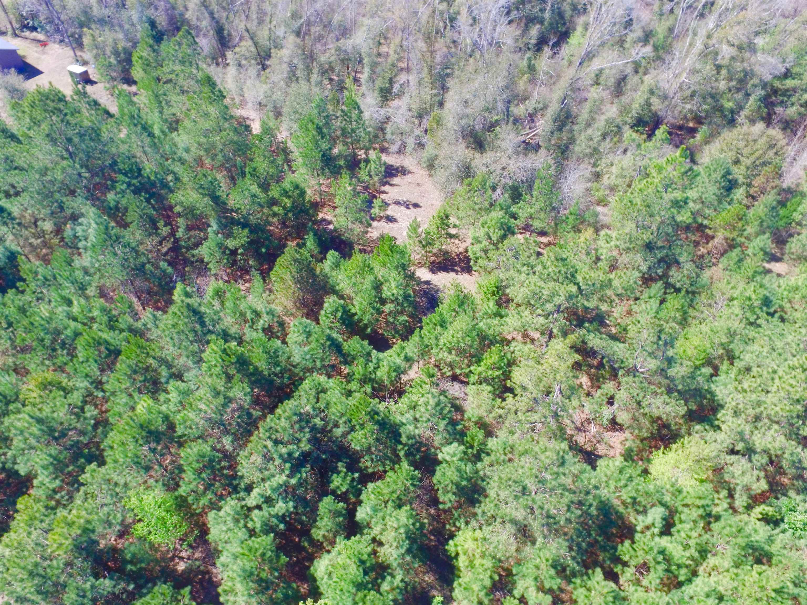 Xxx Freeman Road Bristol, FL 32321 - Photo 14 of 15