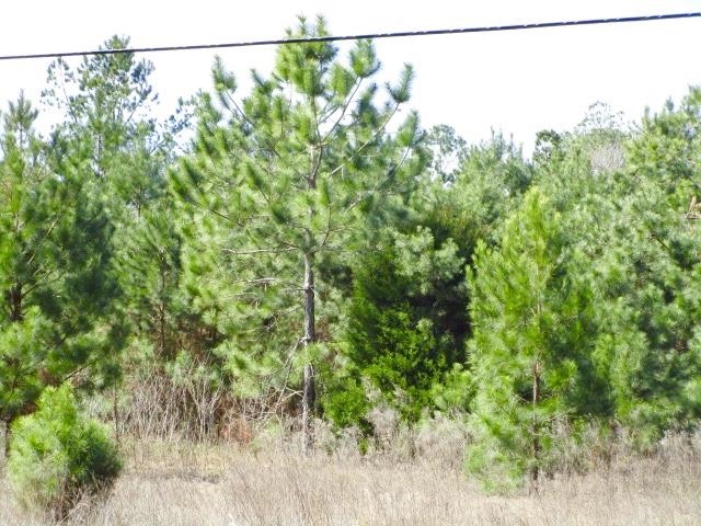 Xxx Freeman Road Bristol, FL 32321 - Photo 9 of 15