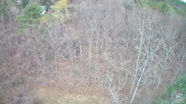 a close up of a plant