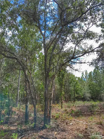 a big yard with lots of green space and trees