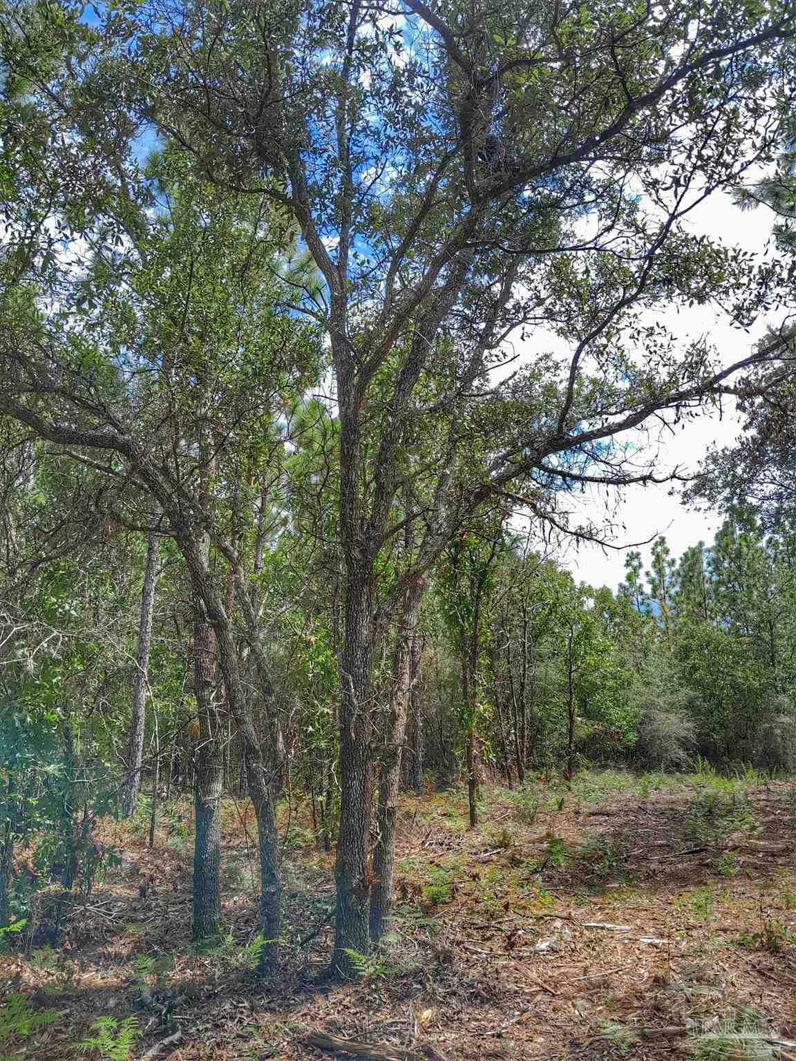 Parcel B-2 Wildlife Road Holt, FL 32564 - Photo 3 of 8 a big yard with lots of green space and trees