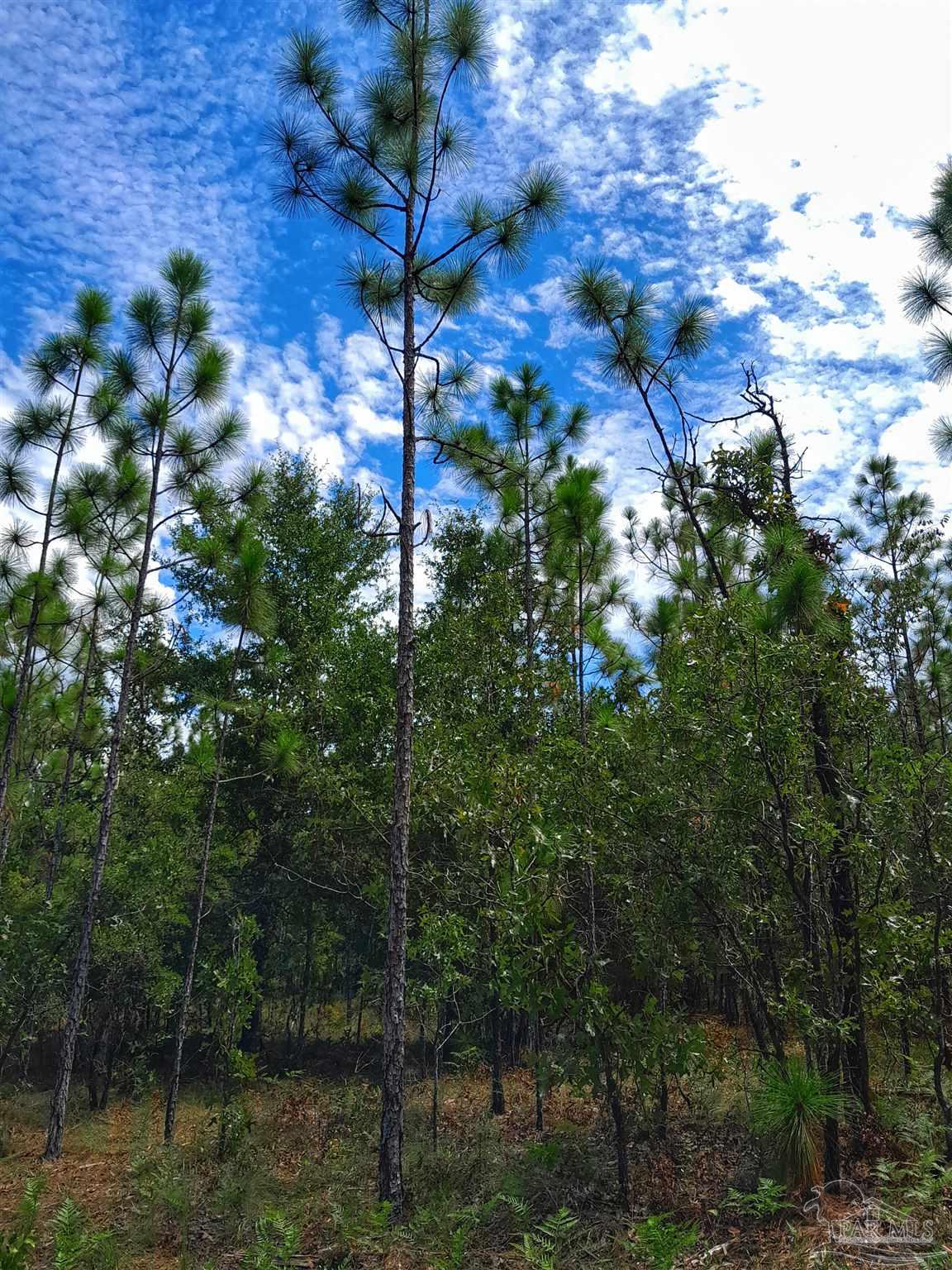 Parcel B-2 Wildlife Road Holt, FL 32564 - Photo 6 of 8 a view of a tree in a yard