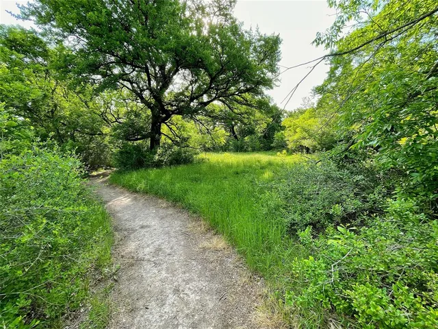 a view of a yard with plants and a large tree