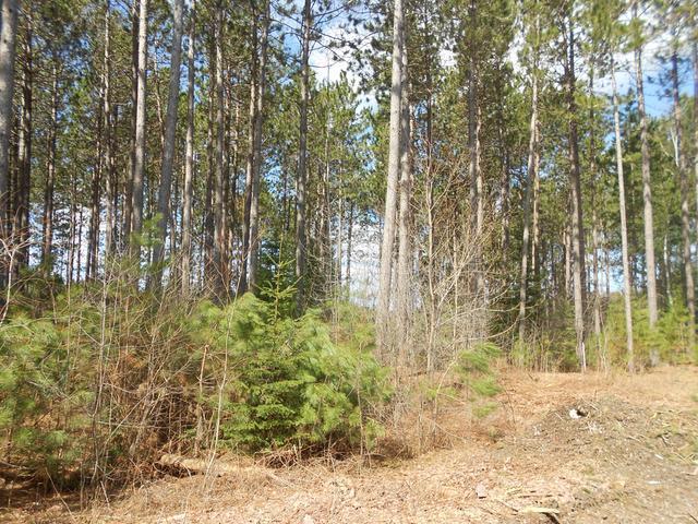 On Towering Pines Lane, Unit LOT 6 Rhinelander, WI 54501 - Photo 3 of 7 Gallery Image 3