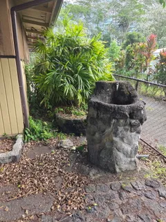 a close up of a plant in a garden