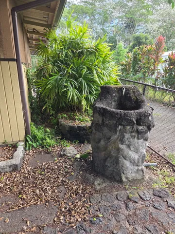 a close up of a plant in a garden