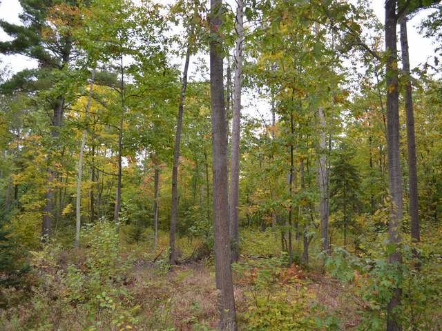 At Koth Road Tomahawk, WI 54487 - Photo 7 of 20 Gallery Image 7