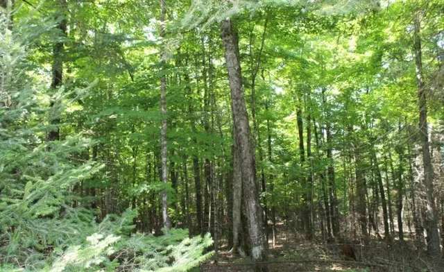 $186,000 | Forest Lane, Unit 3, Pickerel, WI 54465