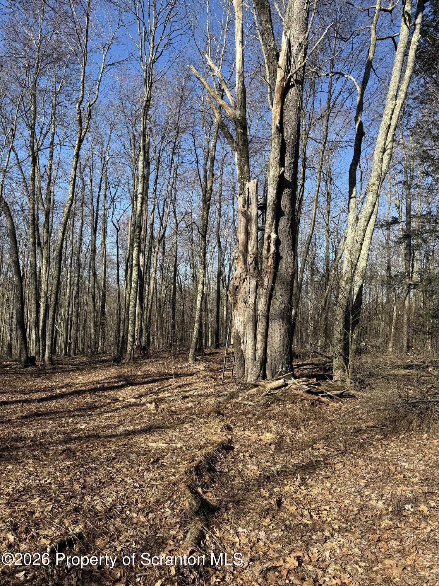 Ash Gap Rd Spring Brook Moscow, PA 18444 - Photo 2 of 11 a view of outdoor space with trees