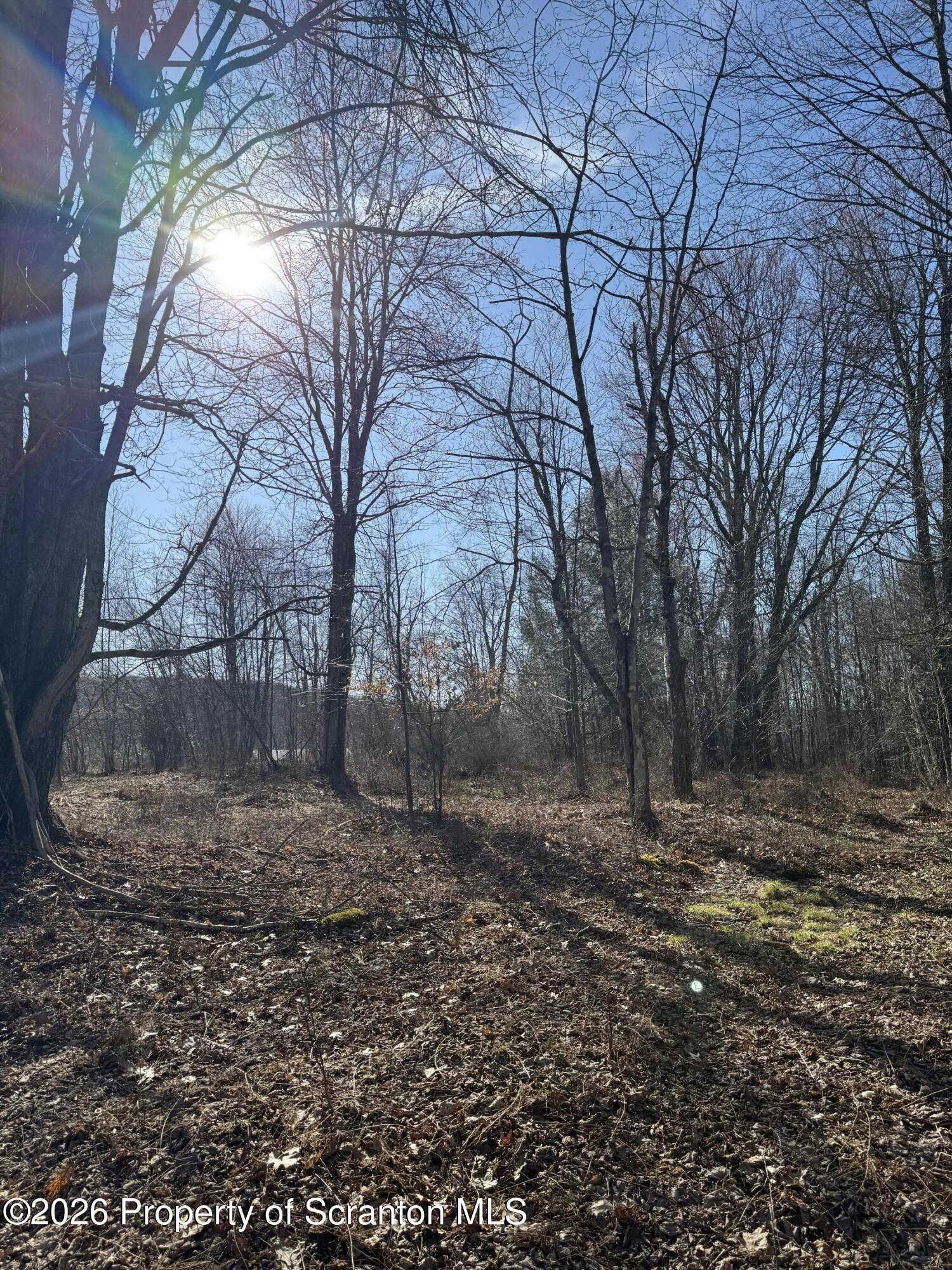 Ash Gap Rd Spring Brook Moscow, PA 18444 - Photo 6 of 11 a view of a yard with trees