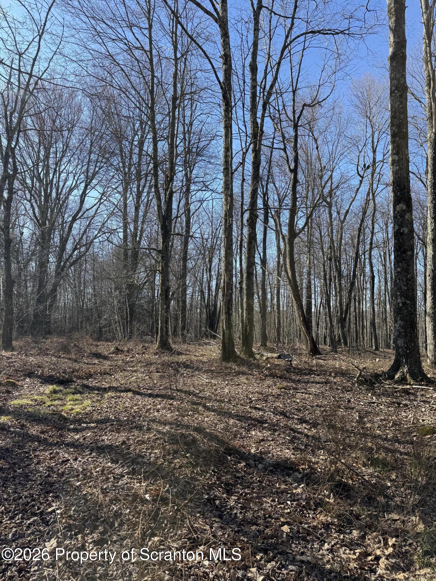 Ash Gap Rd Spring Brook Moscow, PA 18444 - Photo 7 of 11 a view of a yard with trees
