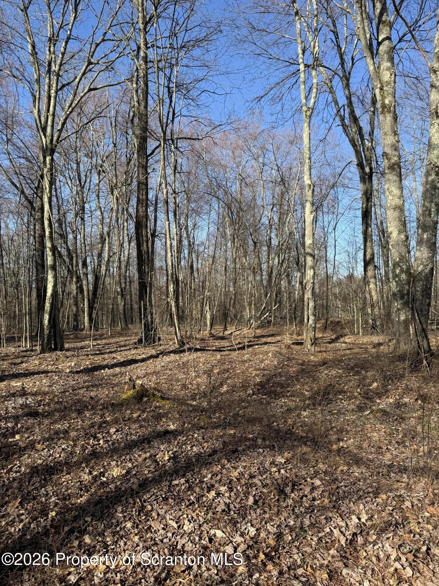 Ash Gap Rd Spring Brook Moscow, PA 18444 - Photo 8 of 11 a view of a yard with trees