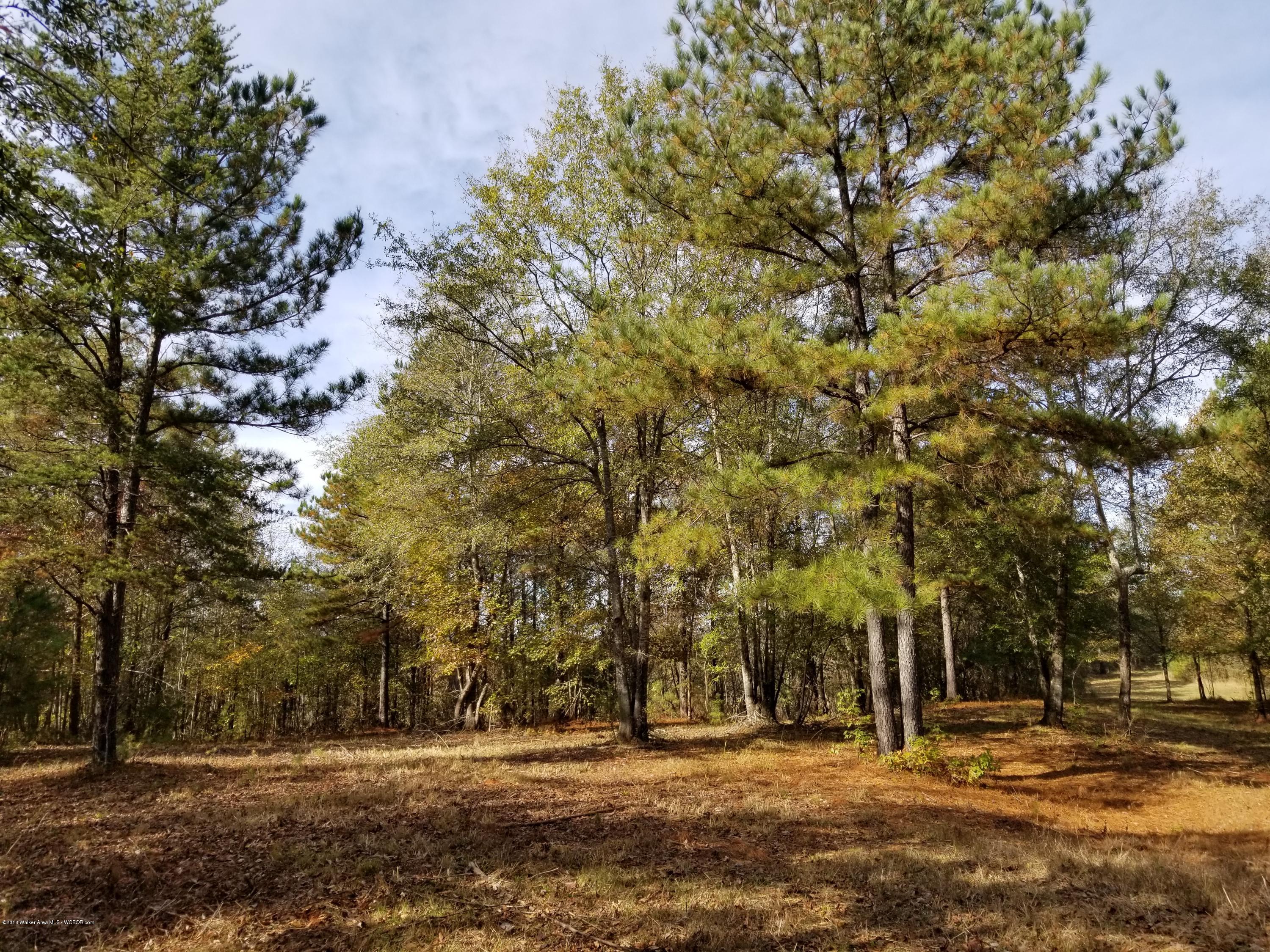 Blackwood Road Oakman, AL 35579 - Photo 1 of 21 Gallery Image 1